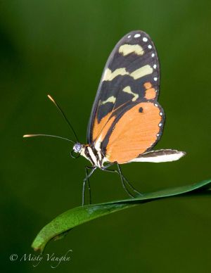 butterfly 309P2467.jpg